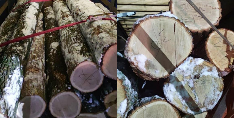 На Рівненщині знову виявили ймовірно крадену деревину: чоловік намагався вивезти дуб